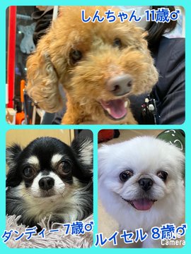 🐾今日の里親様募集中ワンコ🐶メンバーです🐾2022,12,8【保護犬カフェ天神橋店】